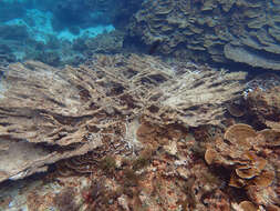 Image of Acropora solitaryensis Veron & Wallace 1984