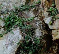 Image of Gasteria batesiana G. D. Rowley