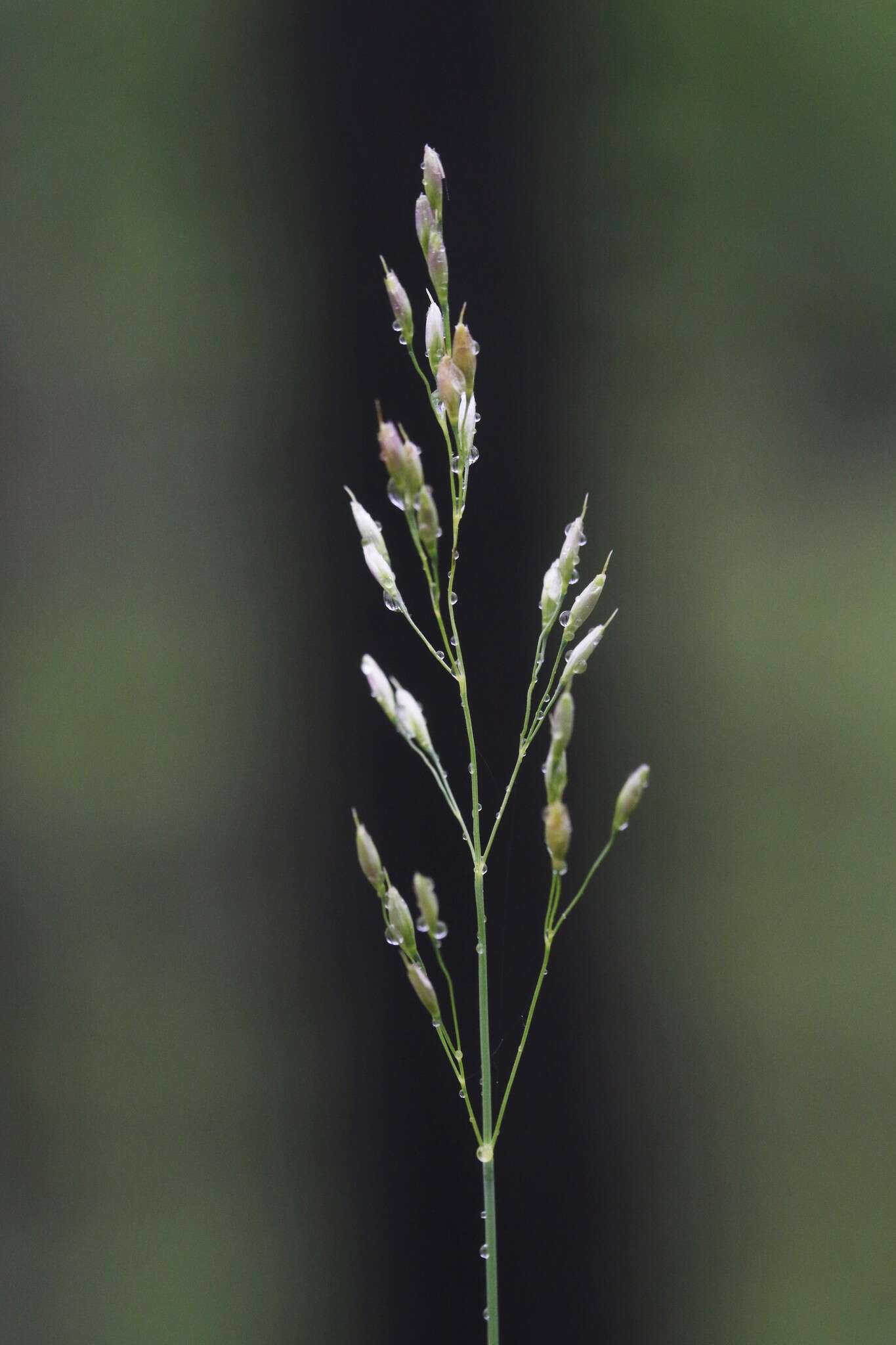 Image of mountain ricegrass