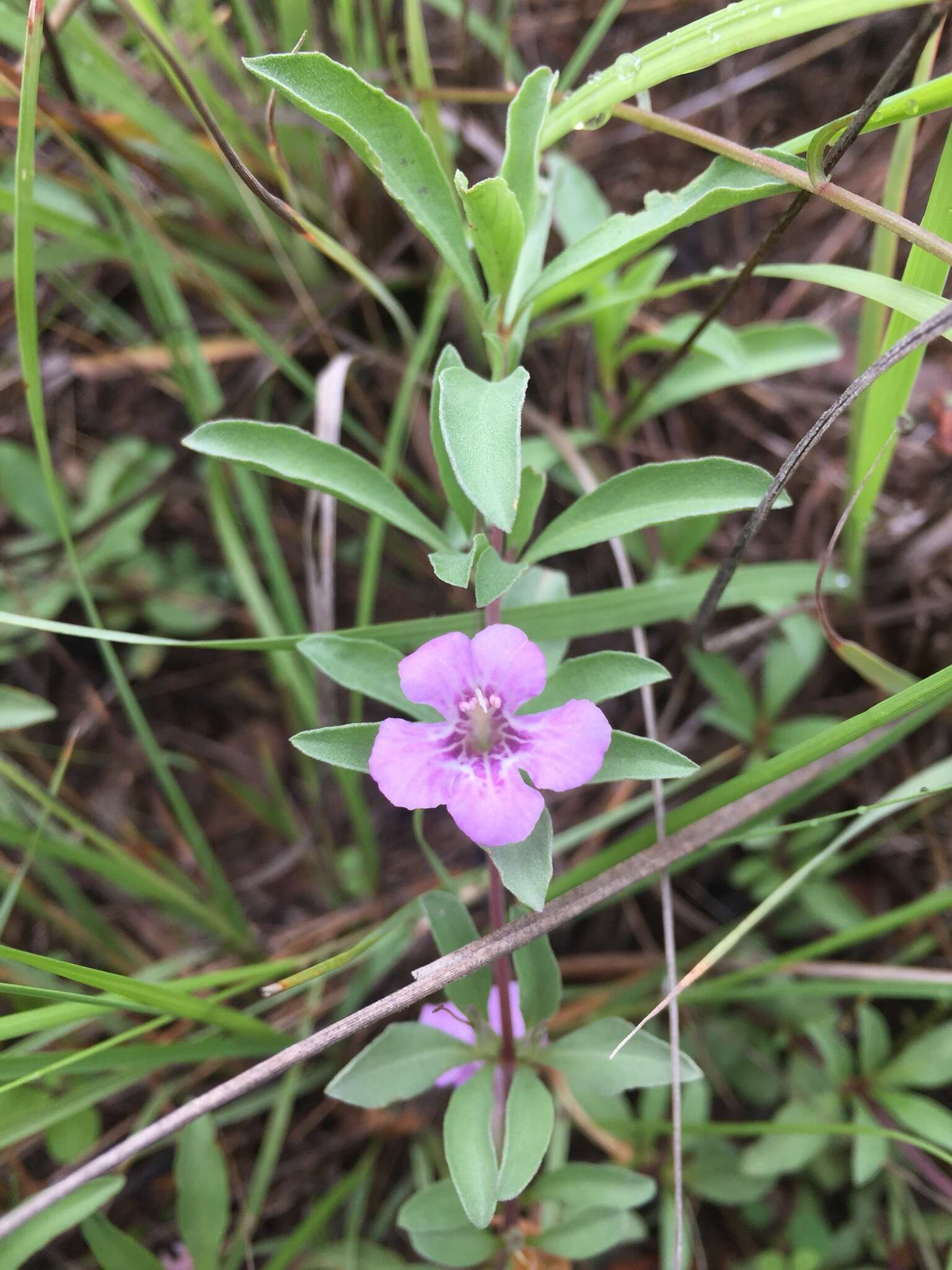 Sivun Dyschoriste decumbens (A. Gray) Kuntze kuva