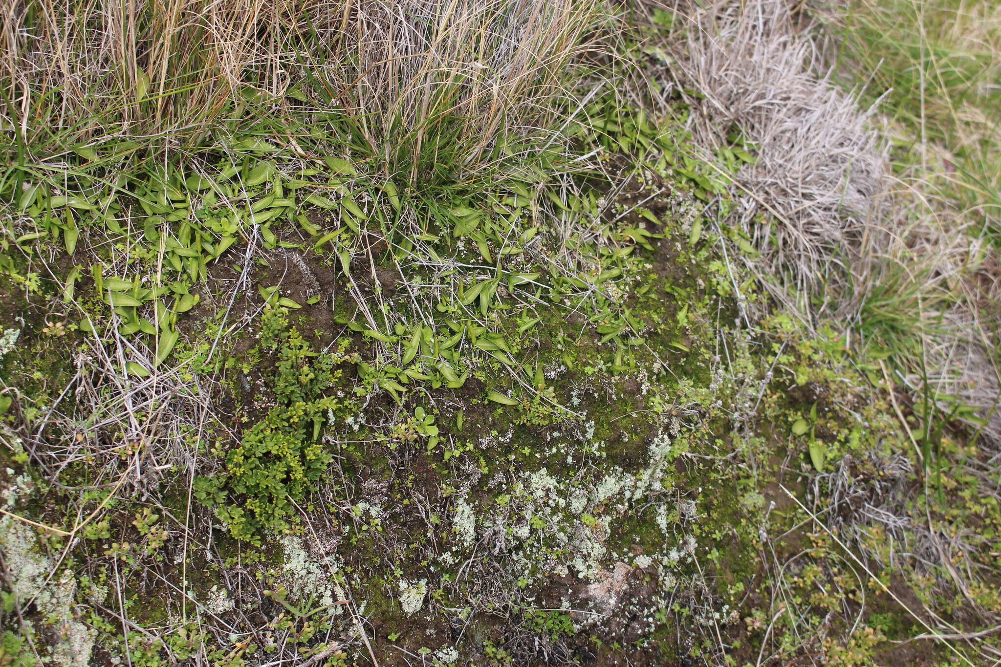 Image of Ophioglossum coriaceum A. Cunn.