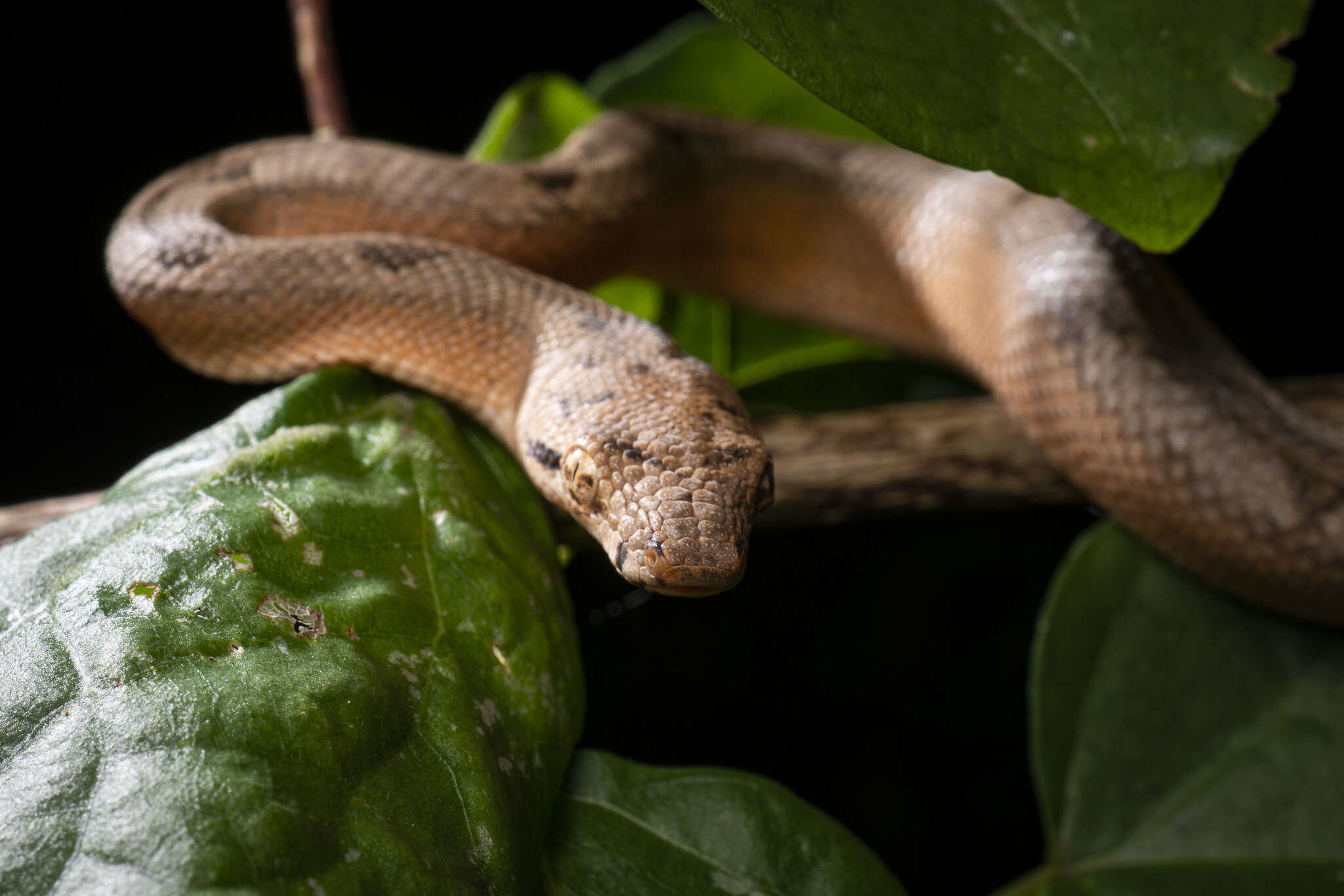 Image of Fiji Island Boa