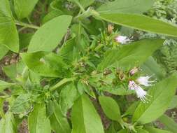 Echium strictum L. fil. resmi