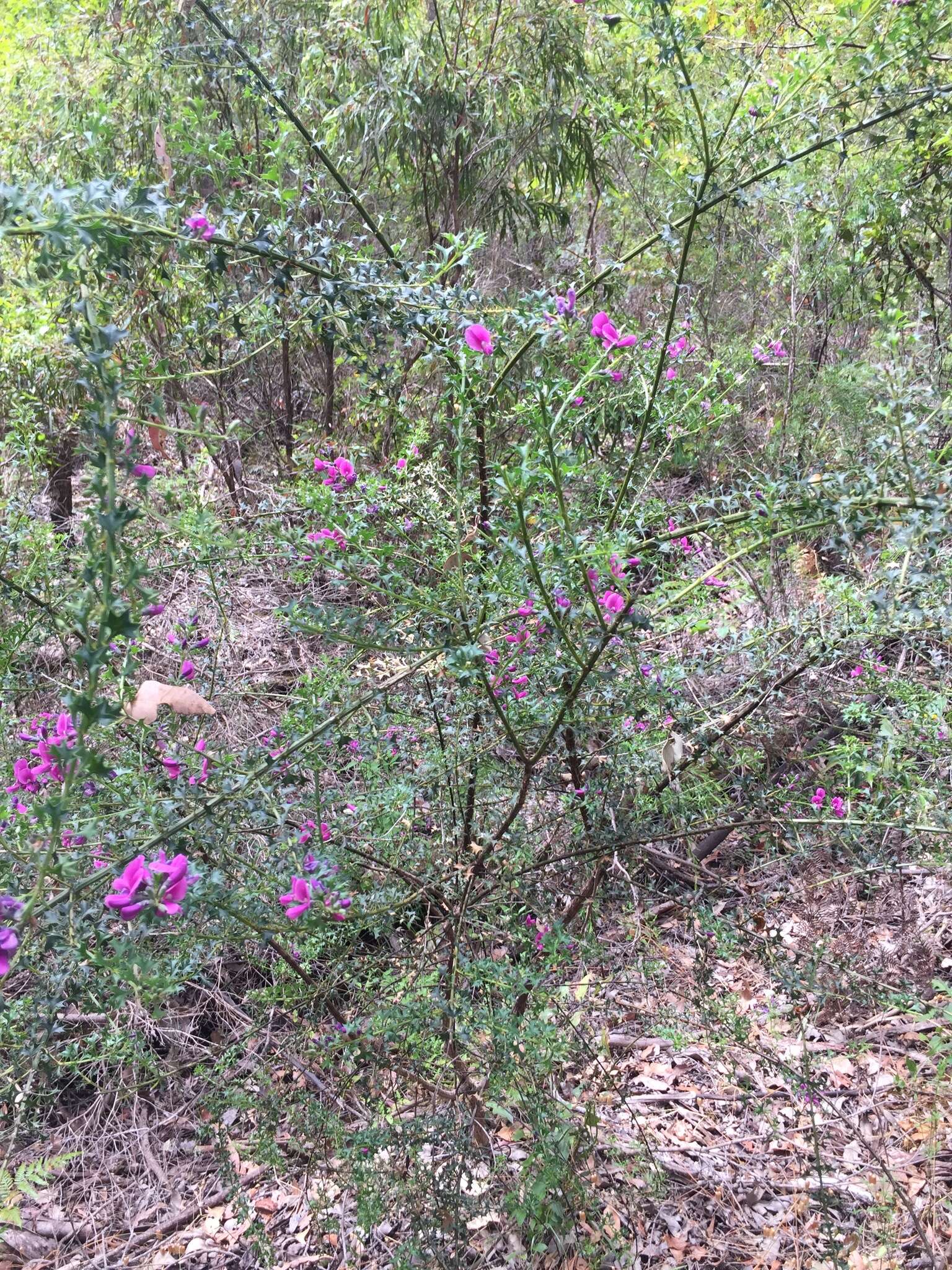 Image of Holly-leaved Mirbelia