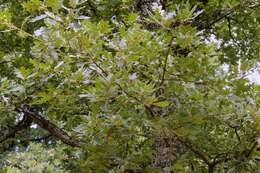 Image of Iberian white oak