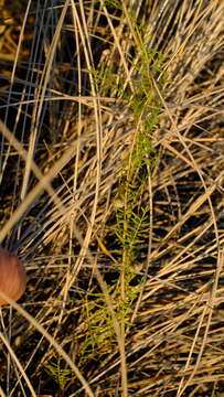 Xenostegia pinnata (Hochst. ex Choisy) A. R. Simões & Staples resmi