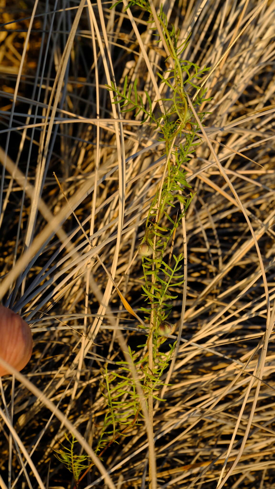 Imagem de Xenostegia pinnata (Hochst. ex Choisy) A. R. Simões & Staples