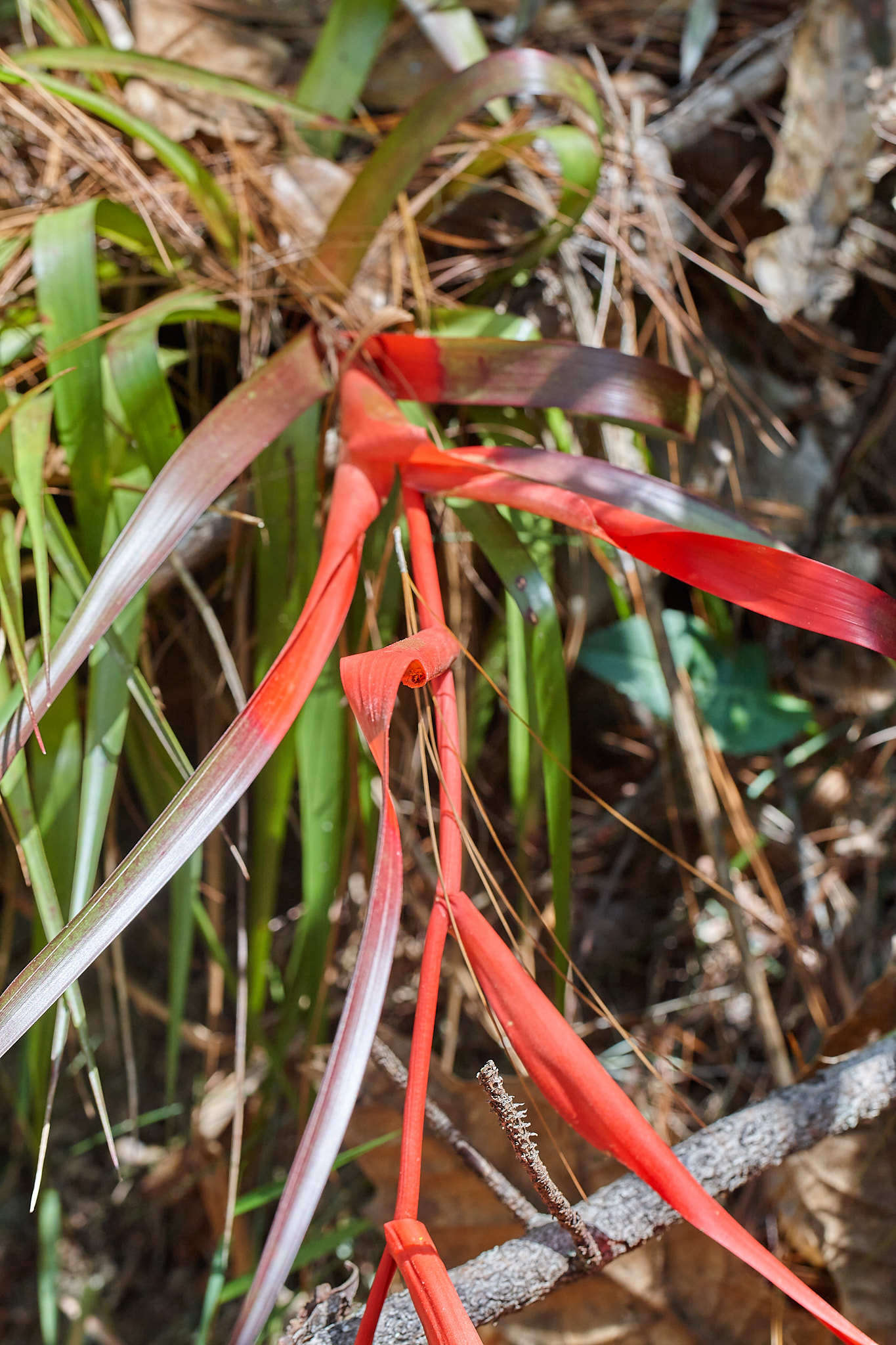 Image of Tillandsia standleyi L. B. Sm.