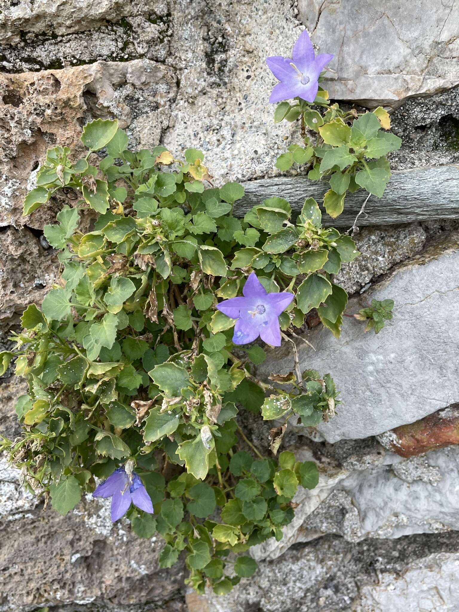 Image of Campanula isophylla Moretti