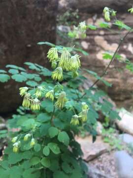 Image of Fendler's meadow-rue