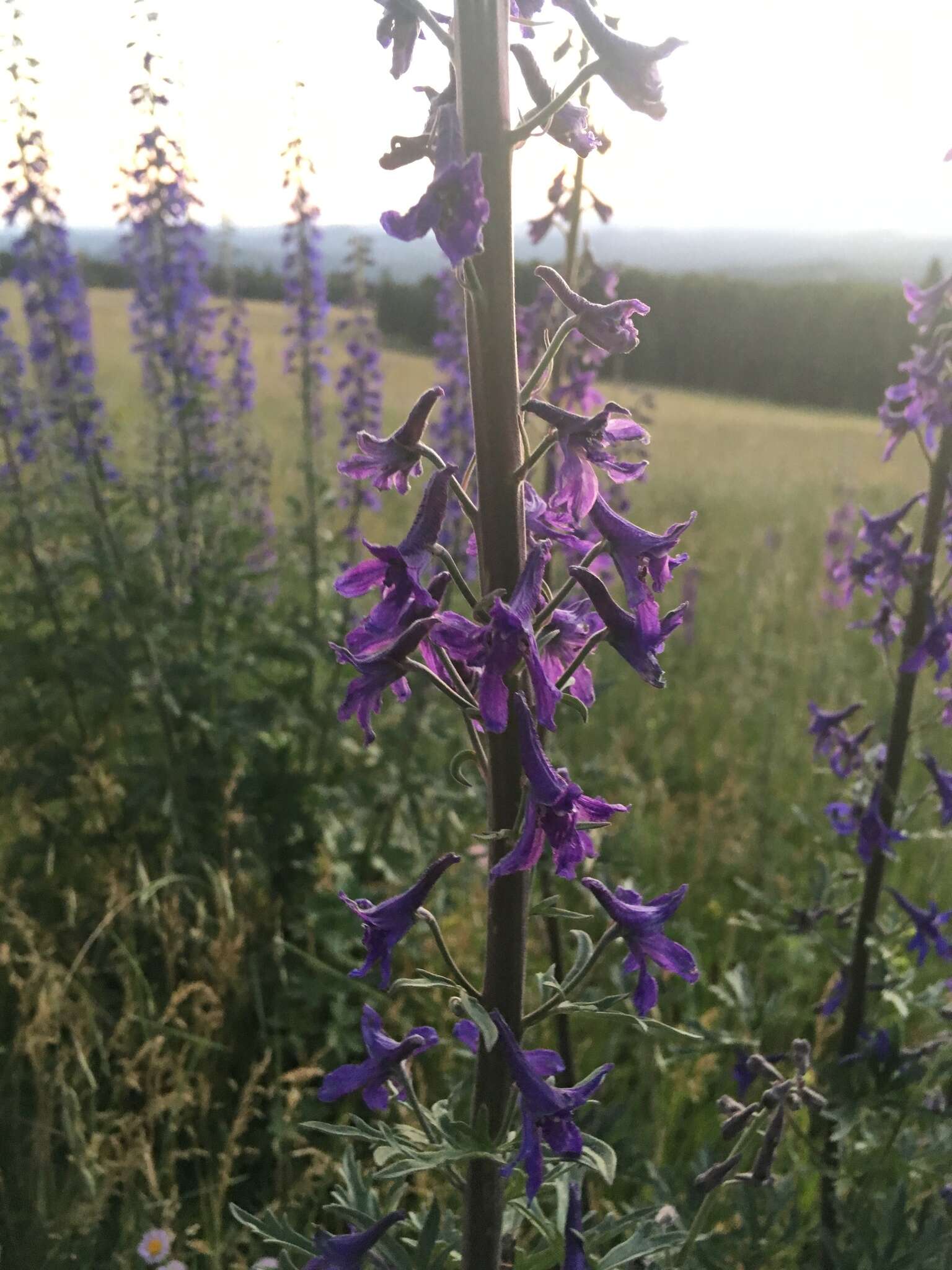 Plancia ëd Delphinium geraniifolium Rydb.