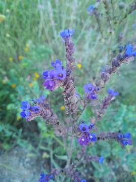 Image of Anchusa leptophylla Roem. & Schult.