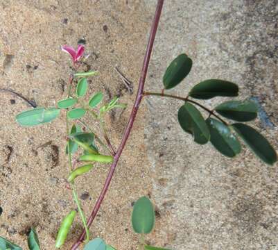 صورة Indigofera vicioides Jaub. & Spach