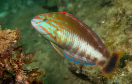 Image of Gunther's wrasse