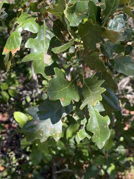 Image of hybrid oak