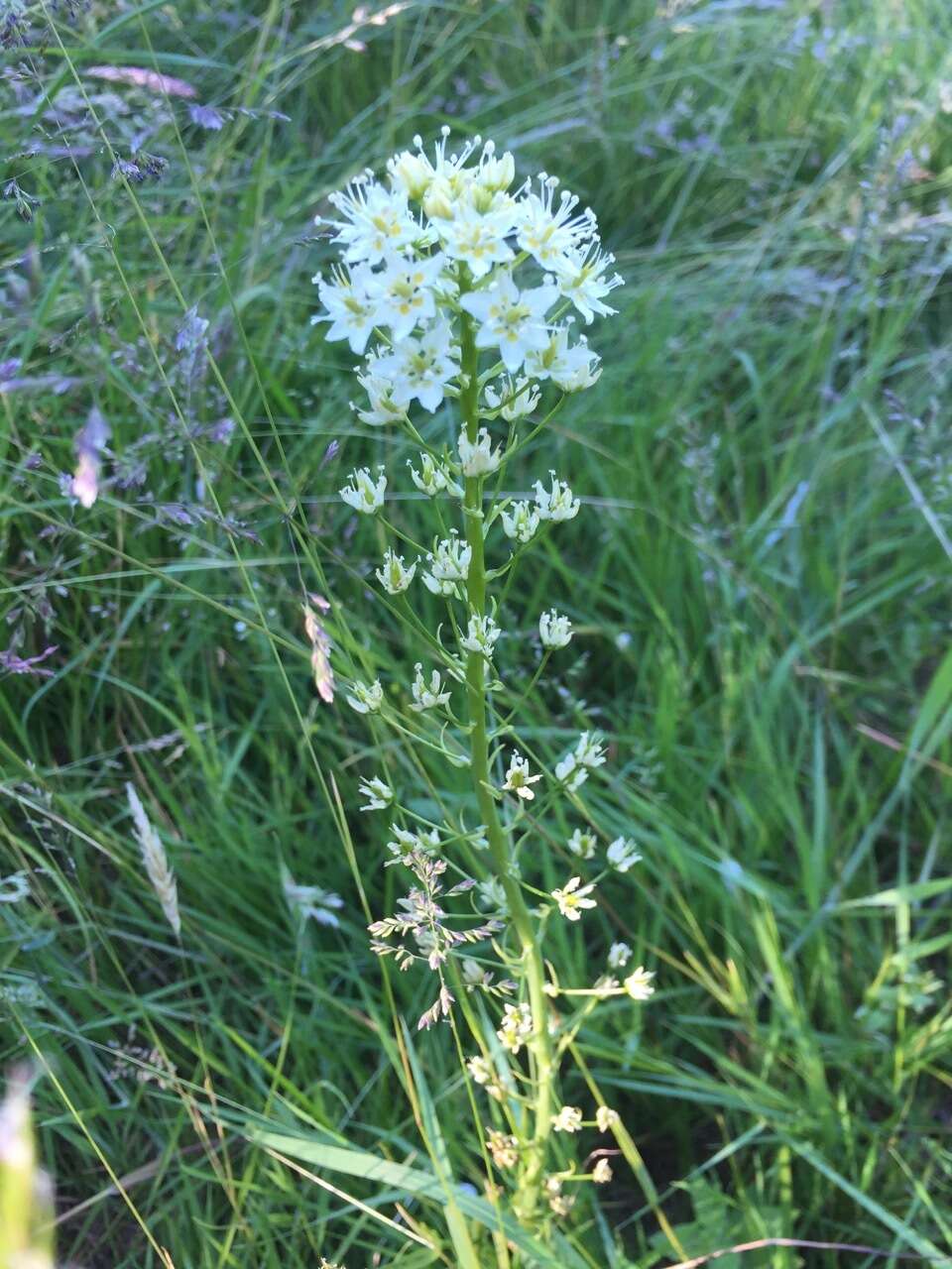 Image of meadow death camas