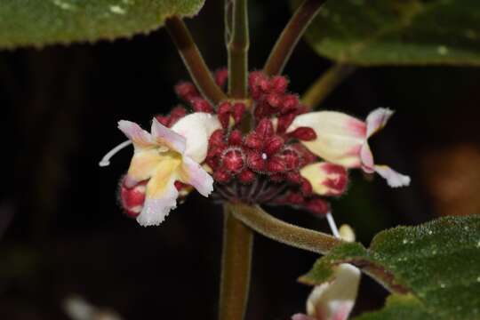 Image of Drymonia droseroides