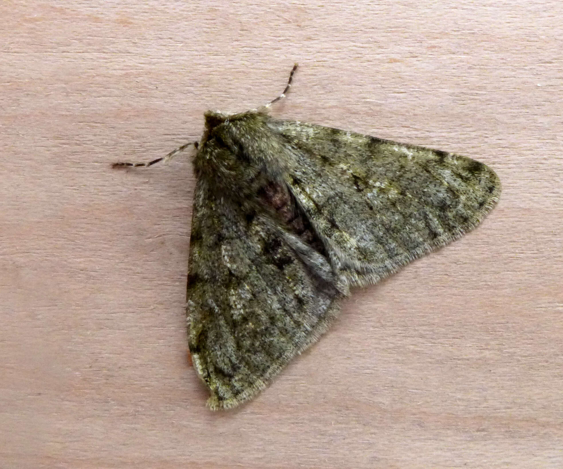 Image of pale brindled beauty