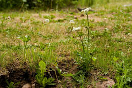 Imagem de Oxypolis fendleri (A. Gray) Heller