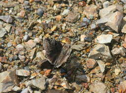 Image of Erynnis marloyi Boisduval 1832