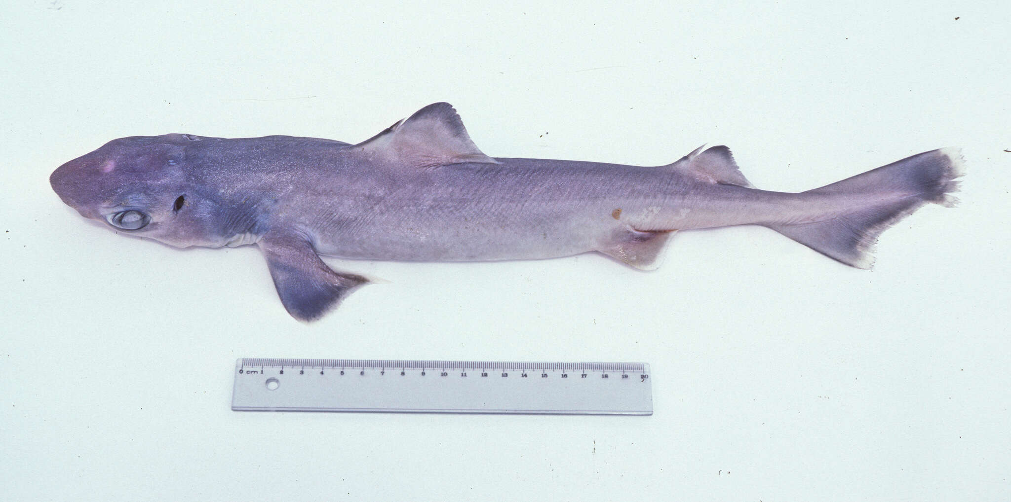 Image of Little Gulper Shark