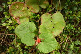 Image de Rubus buergeri Miq.