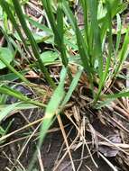 Image of rat-tail grass