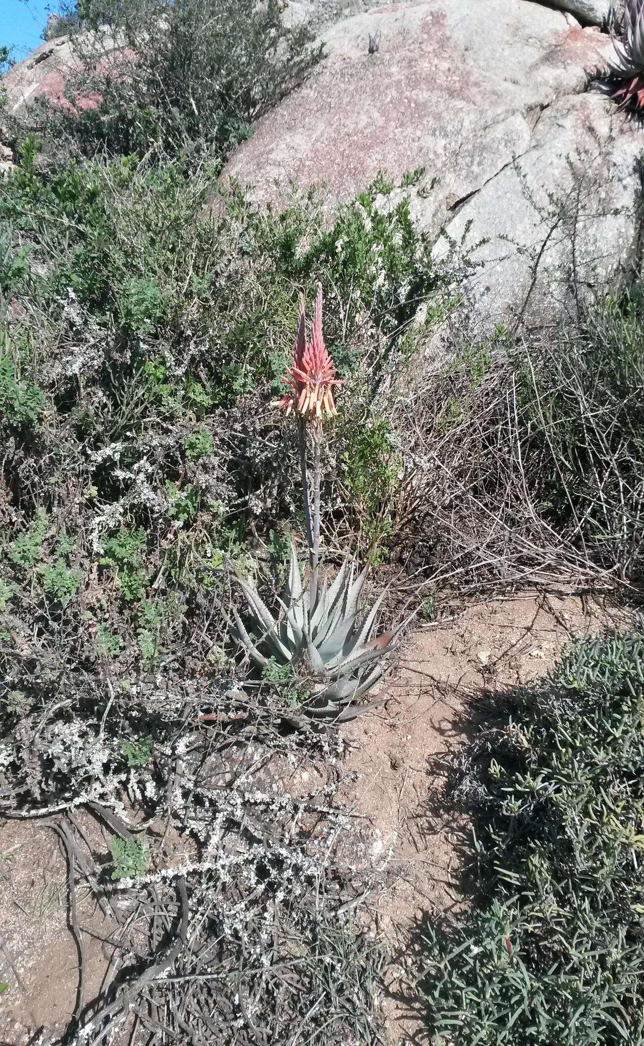 Image of Aloe microstigma subsp. framesii (L. Bolus) Glen & D. S. Hardy