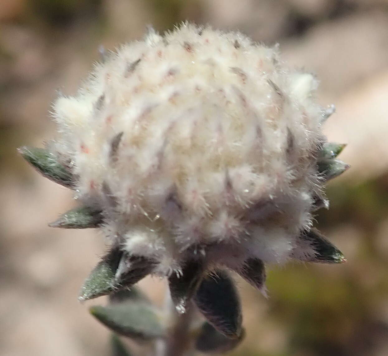 Image of Phylica propinqua Sond.