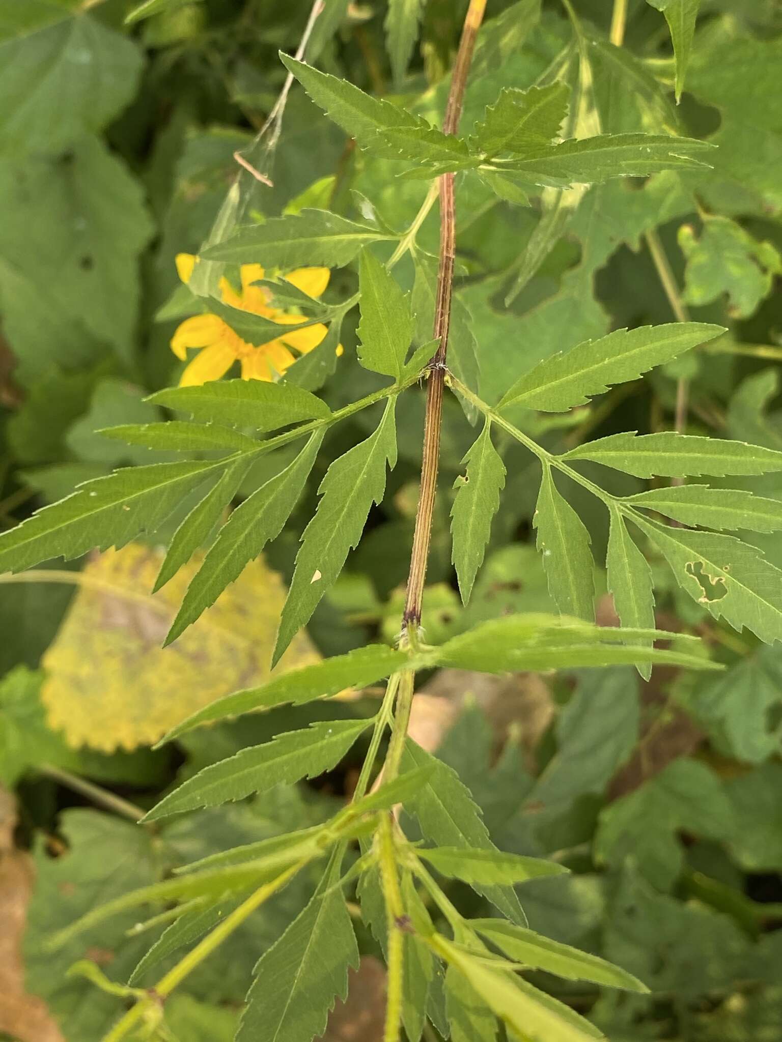 Image of Bidens polylepis S. F. Blake