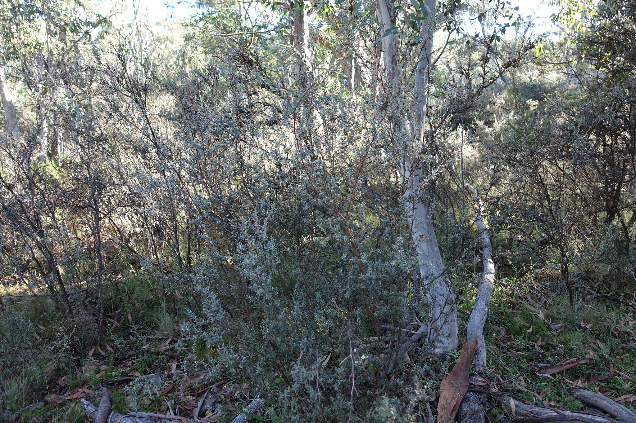 Sivun Leptospermum myrtifolium Sieber ex DC. kuva