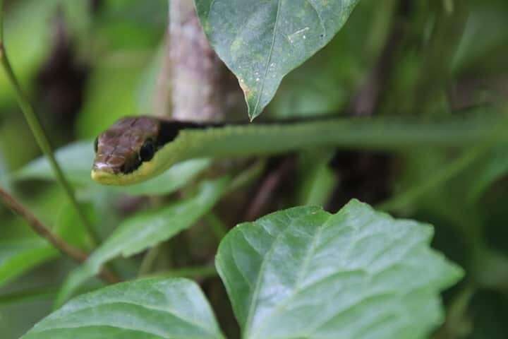 Image of Dendrelaphis marenae Vogel & Van Rooijen 2008