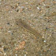 Image of Speckled killifish