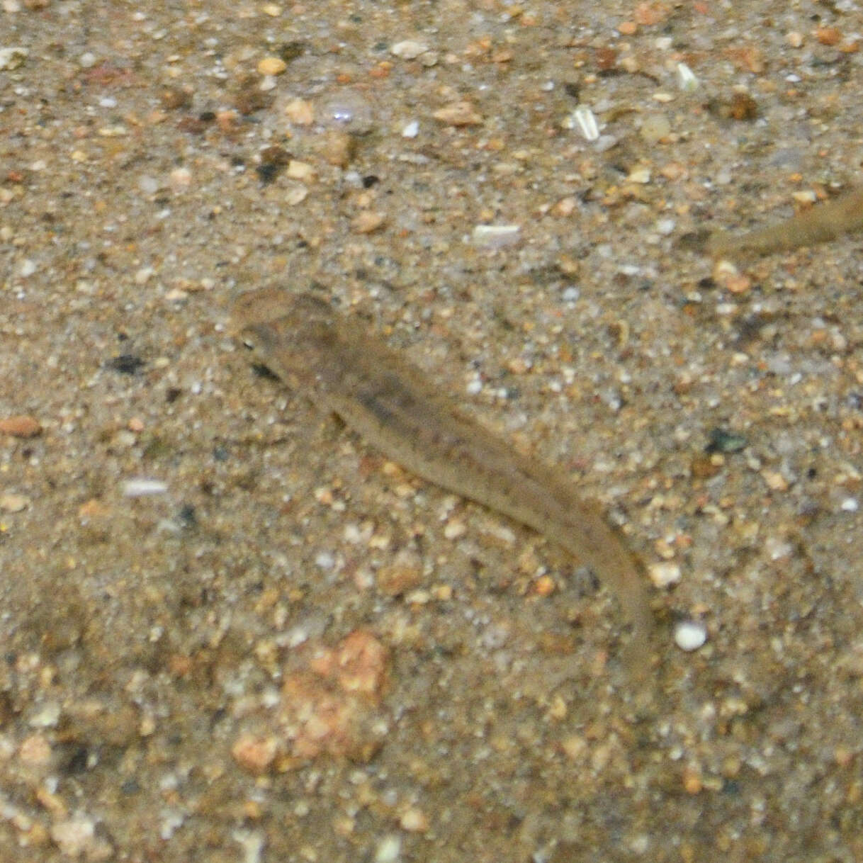 Image of Speckled killifish