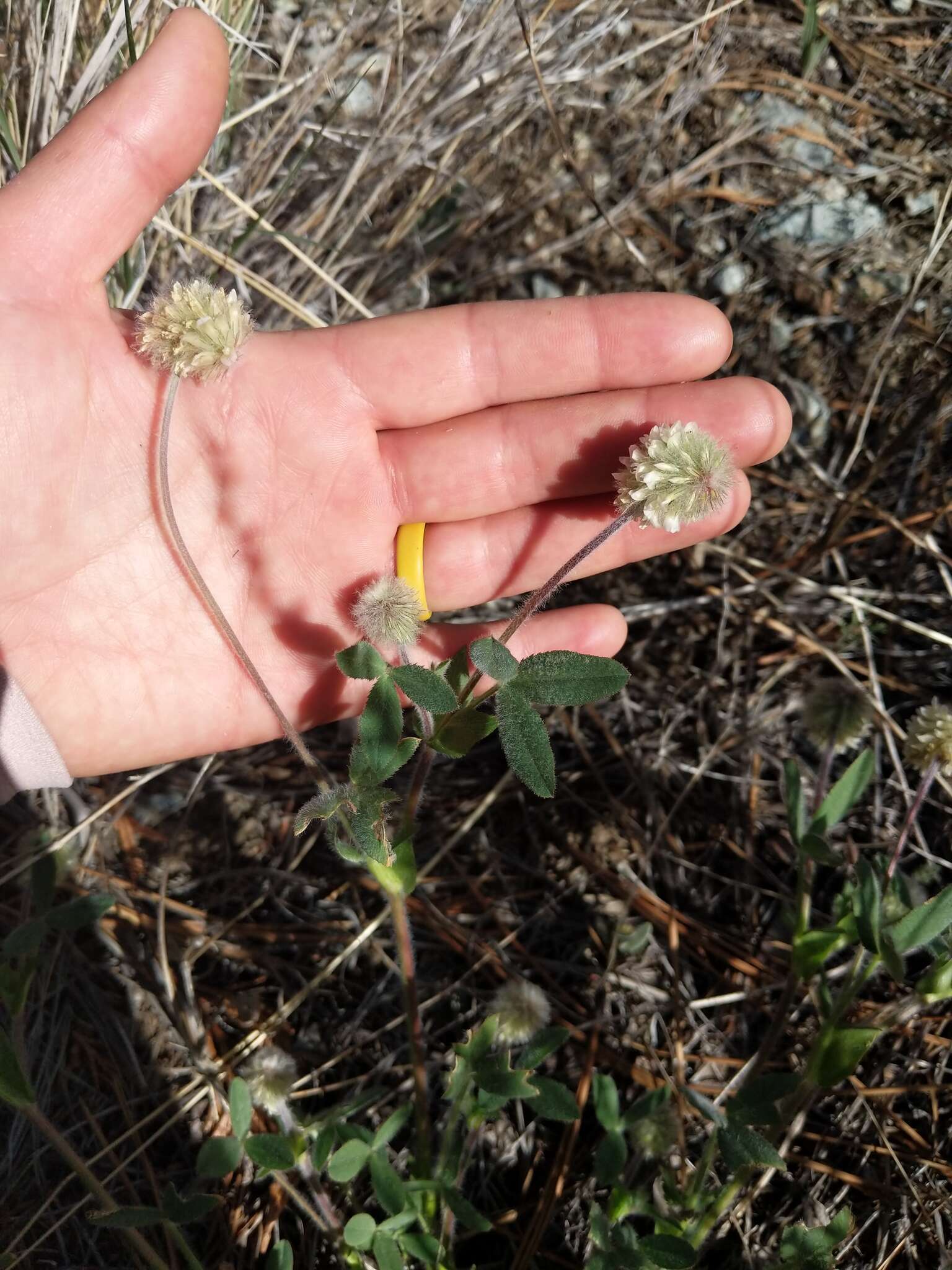 Image de Trifolium eriocephalum Torr. & A. Gray