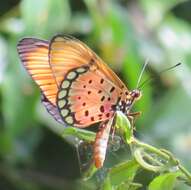 Image de Acraea natalica Boisduval 1847