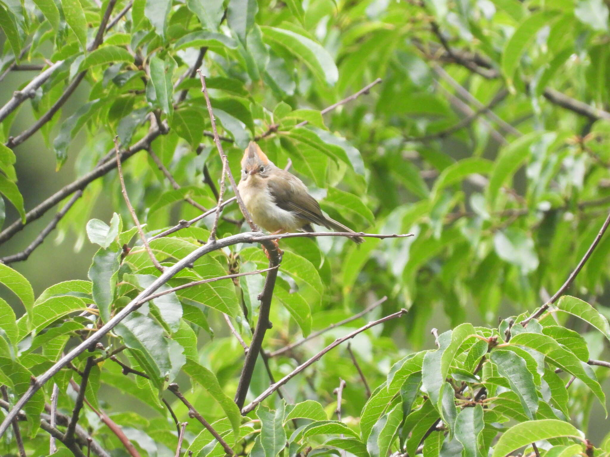 Image of Rufous-vented Yuhina