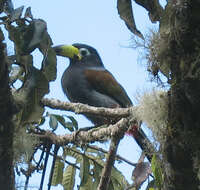 Image of Hooded Mountain Toucan