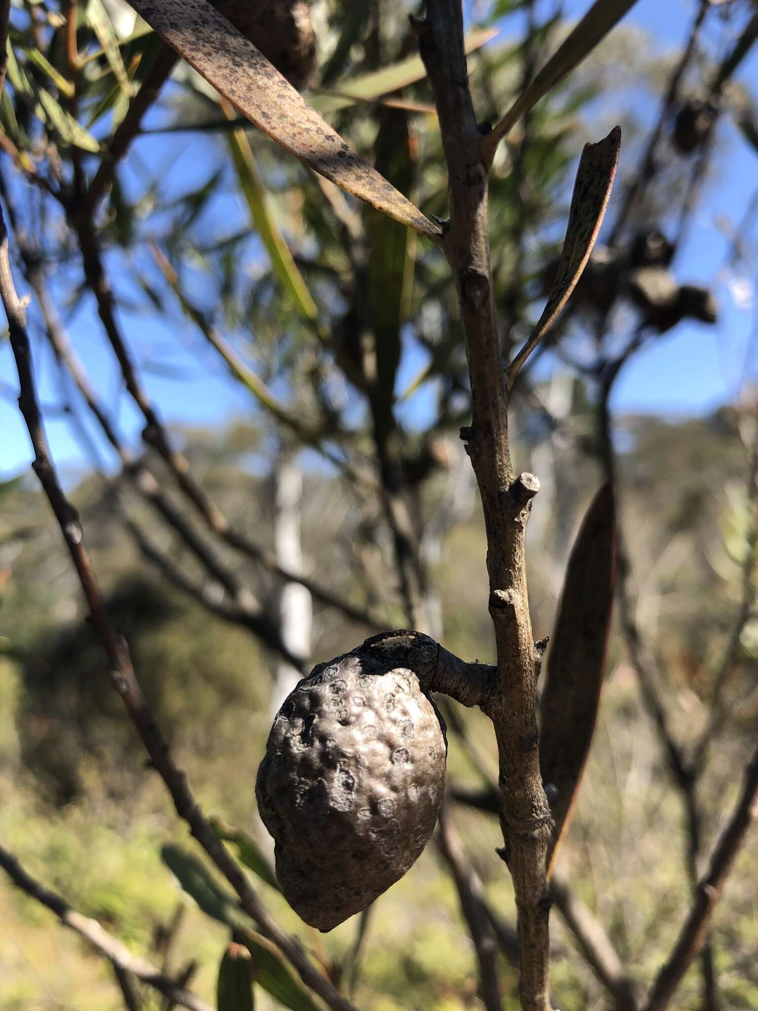 Image of Hakea dactyloides (Gaertn. fil.) Cav.