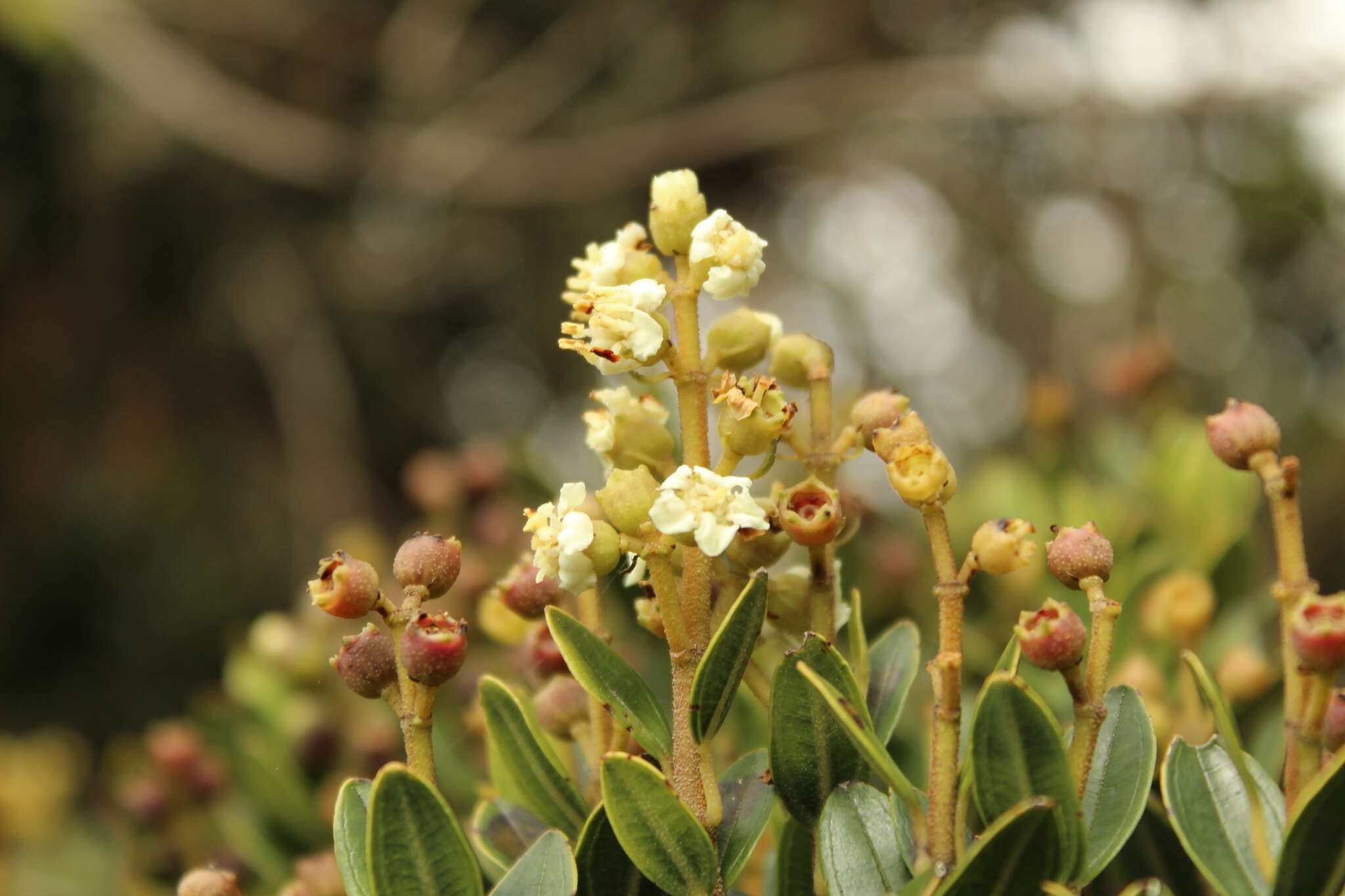 Image of Miconia summa Cuatrec.