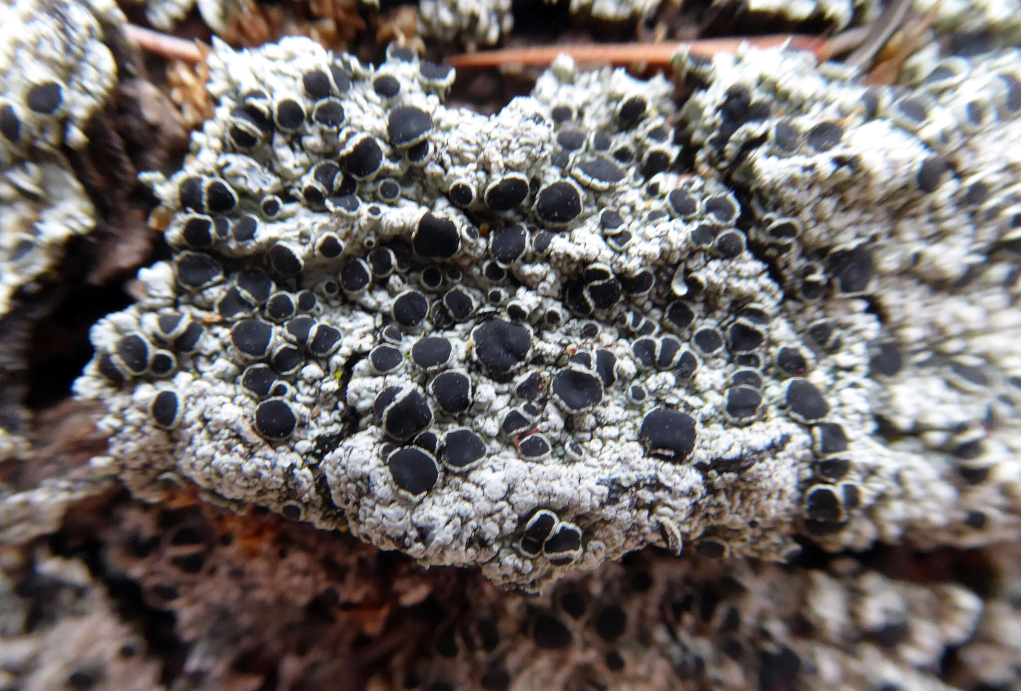 Image of dirinaria lichen