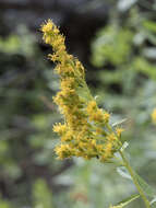 Image of Solidago elongata Nutt.