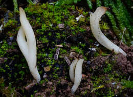 Clavaria acuta Sowerby 1803 resmi