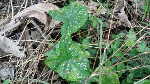 Image of Caladium bicolor f. argyrospilum (Lem.) Vent.