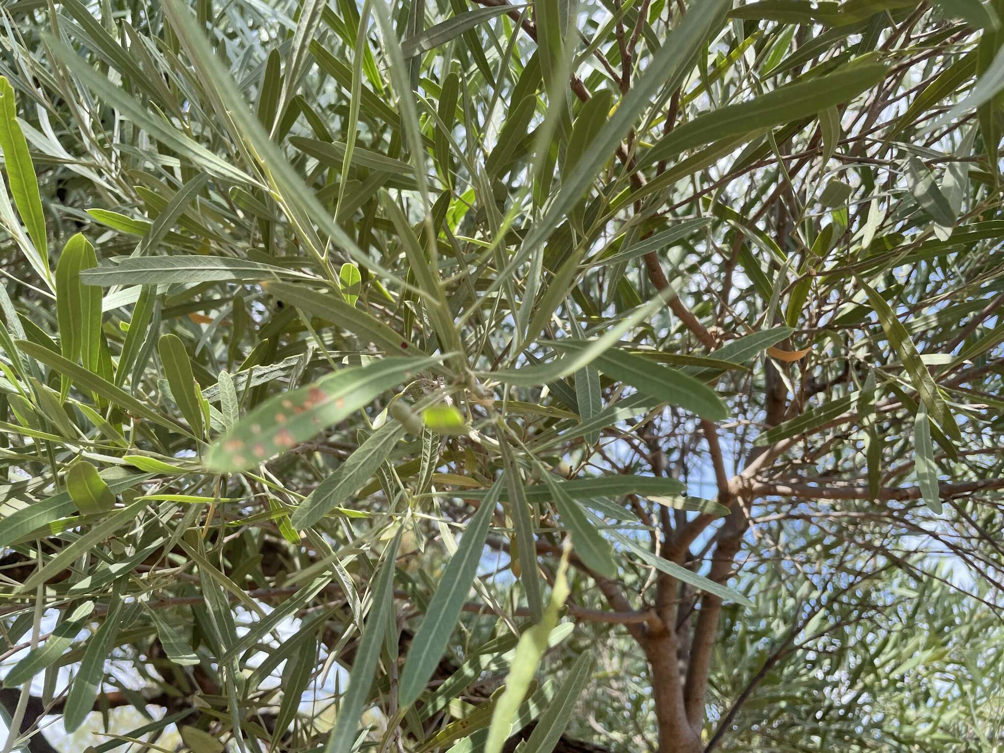 Image of Alectryon oleifolius subsp. canescens S. Reyn.