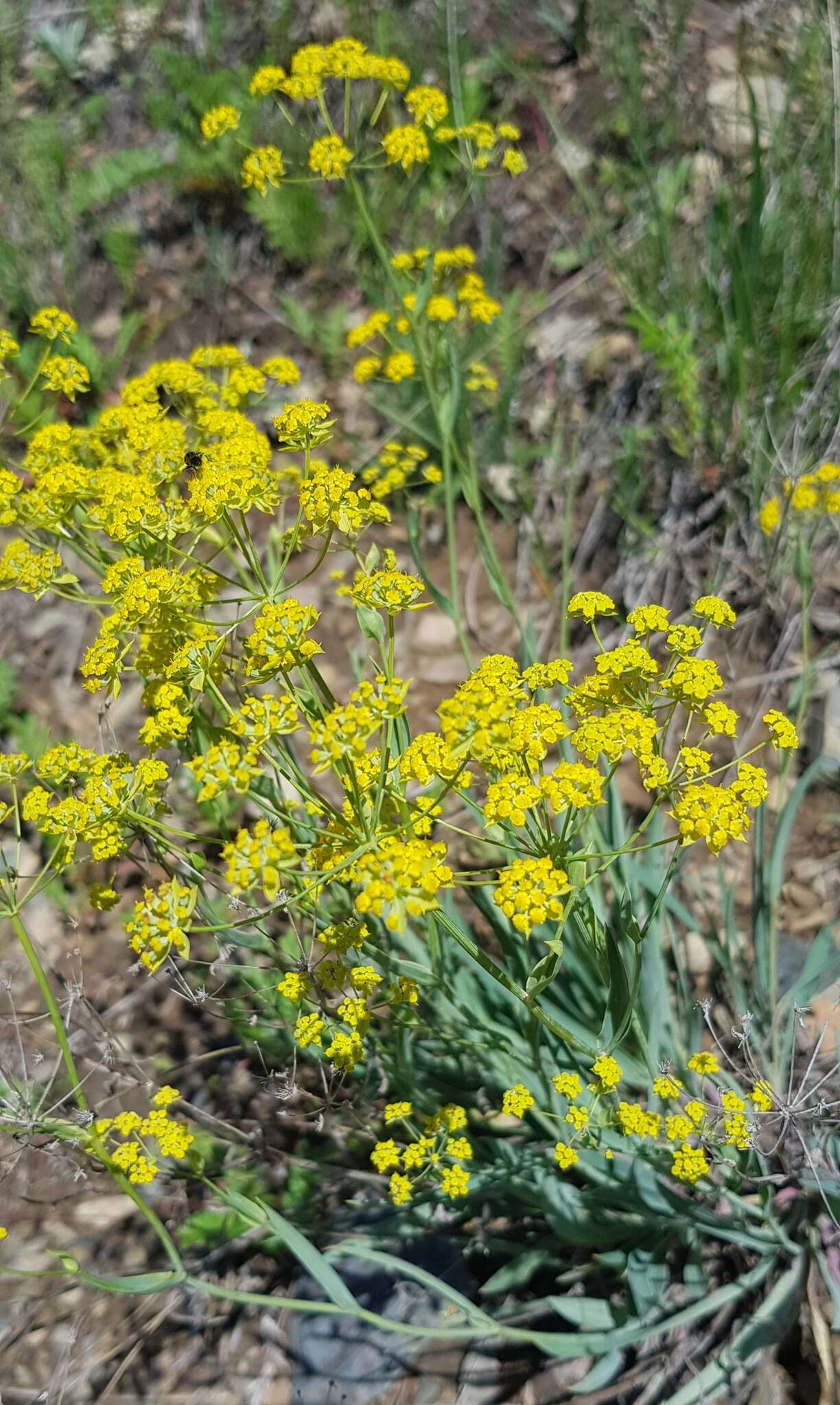 Image of Bupleurum sibiricum Vest ex Roem. & Schult.