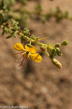 Image of Cleome foliosa DC.