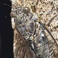 Image of clay bank cicada