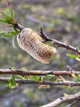 Image of California Mantis