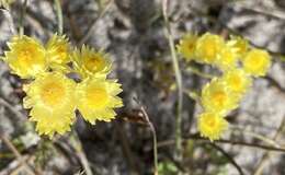 Image of Rhodanthe citrina (Benth.) P. G. Wilson